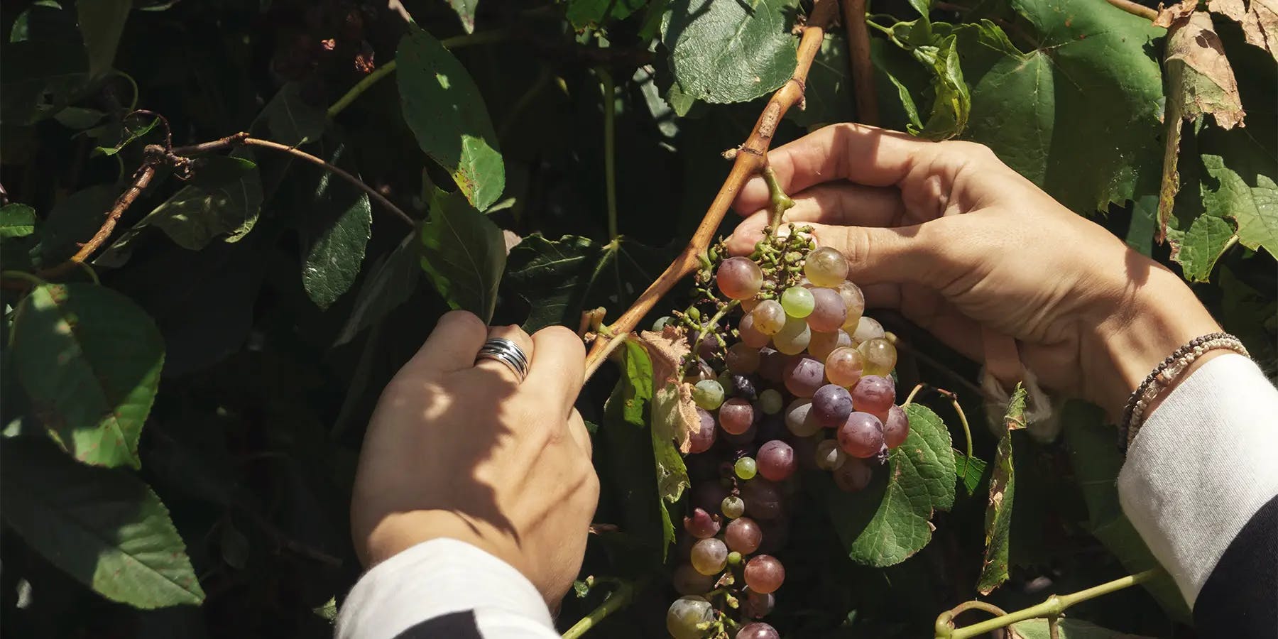 winegrower's hands holding a bunch of grapes